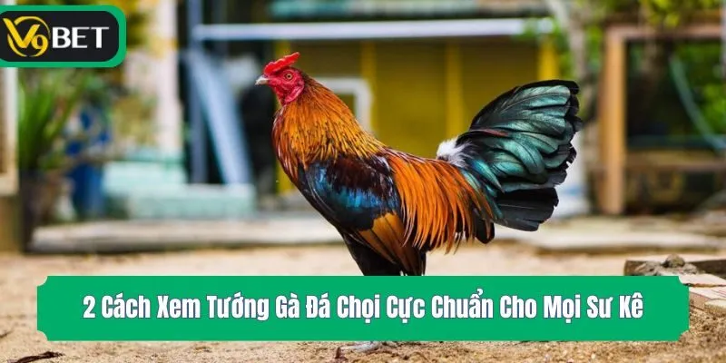 2 Cách Xem Tướng Gà Đá Chọi Cực Chuẩn Cho Mọi Sư Kê