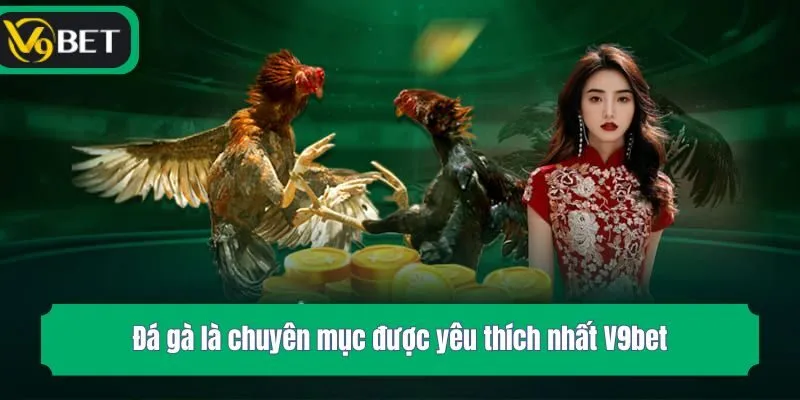 Đá gà là chuyên mục được yêu thích nhất V9bet