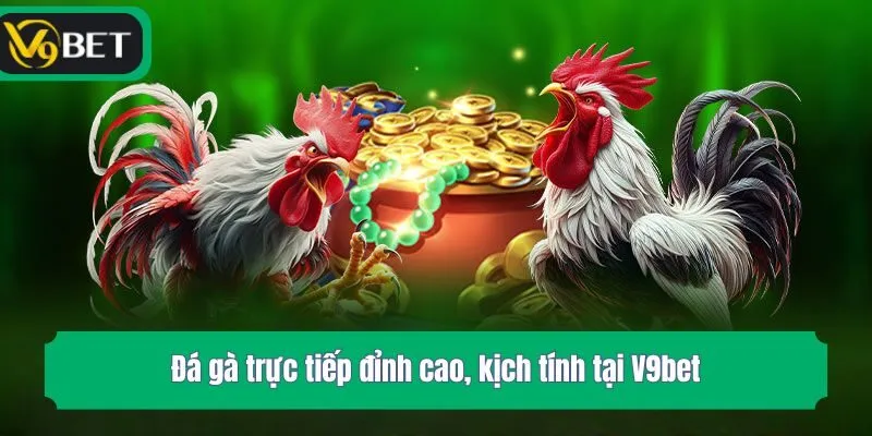 Đá gà trực tiếp đỉnh cao, kịch tính tại V9bet